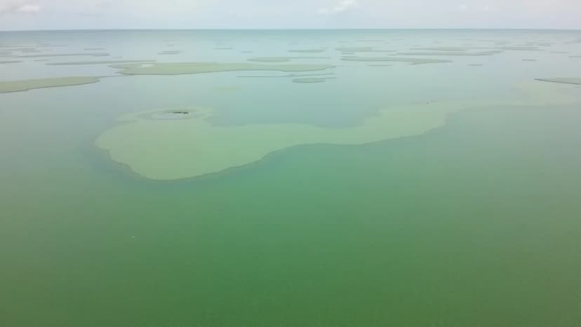 Algblomning i Östersjön 2025