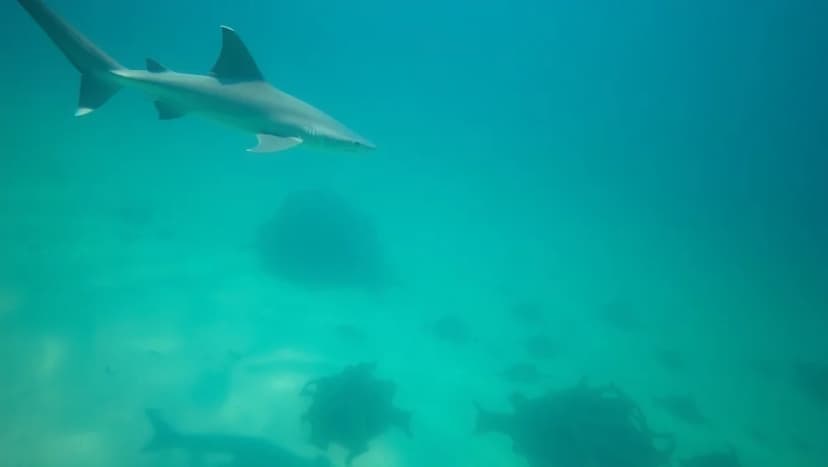 Vilka farliga hajar finns i Östersjön